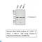 Caspase 1 antibody, LS-C813295, Lifespan Biosciences, Western Blot image 