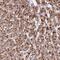 Zinc Finger Protein 596 antibody, PA5-63131, Invitrogen Antibodies, Immunohistochemistry frozen image 