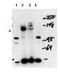 Nuclear Receptor Coactivator 3 antibody, orb345600, Biorbyt, Western Blot image 