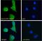 Ubiquitin Conjugating Enzyme E2 S antibody, 45-513, ProSci, Immunofluorescence image 