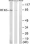 Regulatory Factor X3 antibody, LS-B7703, Lifespan Biosciences, Western Blot image 