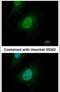 SMAD Family Member 9 antibody, PA5-22345, Invitrogen Antibodies, Immunofluorescence image 