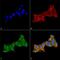 RAB1B, Member RAS Oncogene Family antibody, PA5-77783, Invitrogen Antibodies, Immunofluorescence image 