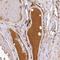 Neuronal Pentraxin 2 antibody, NBP2-31392, Novus Biologicals, Immunohistochemistry paraffin image 