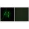 Cytochrome B5 Type A antibody, A04464, Boster Biological Technology, Immunofluorescence image 