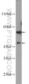 Archain 1 antibody, 23843-1-AP, Proteintech Group, Western Blot image 