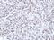 HNF1 Homeobox A antibody, NBP1-33596, Novus Biologicals, Immunohistochemistry frozen image 