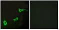 Adrenoceptor Alpha 1B antibody, abx015217, Abbexa, Western Blot image 