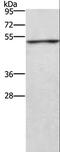 Creatine Kinase, Mitochondrial 2 antibody, LS-C404824, Lifespan Biosciences, Western Blot image 