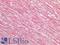 Thymic Stromal Lymphopoietin antibody, LS-A13034, Lifespan Biosciences, Immunohistochemistry paraffin image 