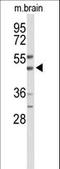 WD repeat domain phosphoinositide-interacting protein 2 antibody, LS-C160625, Lifespan Biosciences, Western Blot image 