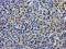 Lipoprotein Lipase antibody, LS-C173443, Lifespan Biosciences, Immunohistochemistry frozen image 