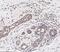 C-C Motif Chemokine Ligand 2 antibody, NBP1-07035, Novus Biologicals, Immunohistochemistry paraffin image 