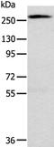 Talin 1 antibody, PA5-50838, Invitrogen Antibodies, Western Blot image 