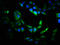 VPS33B Interacting Protein, Apical-Basolateral Polarity Regulator, Spe-39 Homolog antibody, LS-C380121, Lifespan Biosciences, Immunofluorescence image 