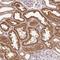 Phospholipase A2 Group IVA antibody, NBP2-38616, Novus Biologicals, Immunohistochemistry frozen image 