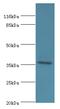 Eukaryotic Translation Initiation Factor 3 Subunit G antibody, MBS1491669, MyBioSource, Western Blot image 