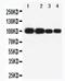 Myelin Associated Glycoprotein antibody, PA5-79620, Invitrogen Antibodies, Western Blot image 