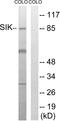 Salt Inducible Kinase 1 antibody, LS-B11660, Lifespan Biosciences, Western Blot image 