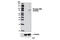TNF Receptor Superfamily Member 21 antibody, 7616S, Cell Signaling Technology, Western Blot image 
