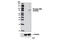 TNFRSF21 antibody, 7616S, Cell Signaling Technology, Western Blot image 