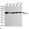 Annexin A6 antibody, LS-C812882, Lifespan Biosciences, Western Blot image 