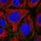 Feline Leukemia Virus Subgroup C Cellular Receptor 1 antibody, NBP2-14019, Novus Biologicals, Immunocytochemistry image 
