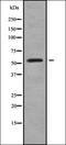  antibody, orb338278, Biorbyt, Western Blot image 