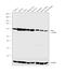 Glucokinase antibody, PA5-15072, Invitrogen Antibodies, Western Blot image 