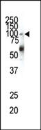 EPH Receptor A1 antibody, AP14272PU-N, Origene, Western Blot image 