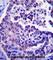 ADP Ribosylation Factor Like GTPase 8A antibody, abx027401, Abbexa, Western Blot image 