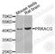 cAMP-dependent protein kinase catalytic subunit gamma antibody, A7715, ABclonal Technology, Western Blot image 