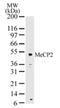 Methyl-CpG Binding Protein 2 antibody, NB100-56326, Novus Biologicals, Western Blot image 