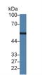 Leucine aminopeptidase  antibody, LS-C372533, Lifespan Biosciences, Western Blot image 