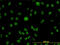 MutL Homolog 1 antibody, LS-C133324, Lifespan Biosciences, Immunofluorescence image 