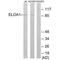 Elongin A antibody, PA5-49928, Invitrogen Antibodies, Western Blot image 