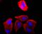 Cyclin Dependent Kinase 1 antibody, GTX01143, GeneTex, Immunocytochemistry image 