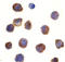 Toll Like Receptor 3 antibody, LS-B687, Lifespan Biosciences, Immunocytochemistry image 