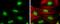 Cyclin T1 antibody, PA5-77892, Invitrogen Antibodies, Immunofluorescence image 