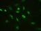 High Mobility Group Box 2 antibody, PB10002, Boster Biological Technology, Immunofluorescence image 