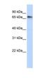 Replication initiator 1 antibody, orb324394, Biorbyt, Western Blot image 