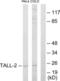 TNF Superfamily Member 13 antibody, LS-B7666, Lifespan Biosciences, Western Blot image 