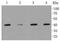 Matrix Metallopeptidase 12 antibody, NBP2-67344, Novus Biologicals, Western Blot image 