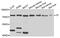 Transferrin antibody, abx006216, Abbexa, Western Blot image 