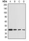 ES1 protein homolog, mitochondrial antibody, orb377957, Biorbyt, Western Blot image 