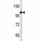 Toll Like Receptor 7 antibody, F43188-0.4ML, NSJ Bioreagents, Western Blot image 