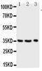 Granzyme A antibody, PA5-79344, Invitrogen Antibodies, Western Blot image 