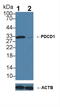 Programmed Cell Death 1 antibody, LS-C314606, Lifespan Biosciences, Western Blot image 