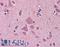 Necdin, MAGE Family Member antibody, LS-B6103, Lifespan Biosciences, Immunohistochemistry frozen image 