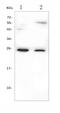 Gastrin cell antibody, A01237, Boster Biological Technology, Western Blot image 